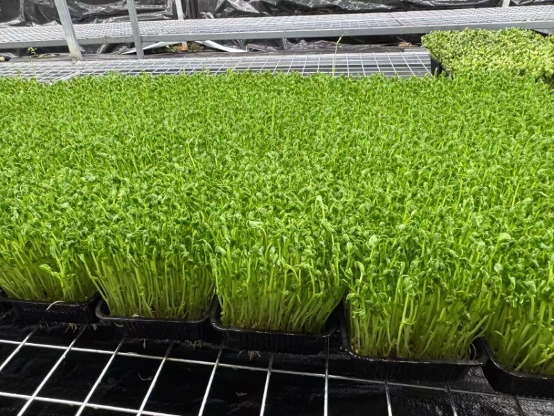无锡芽苗菜，豌豆苗大量供应培育基地直发货源充足