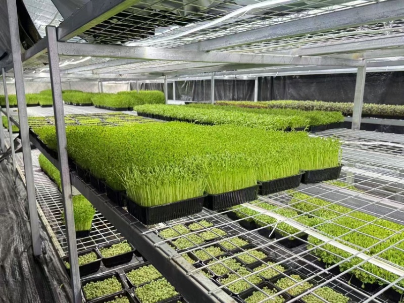 无锡芽苗菜，豌豆苗大量供应培育基地直发货源充足