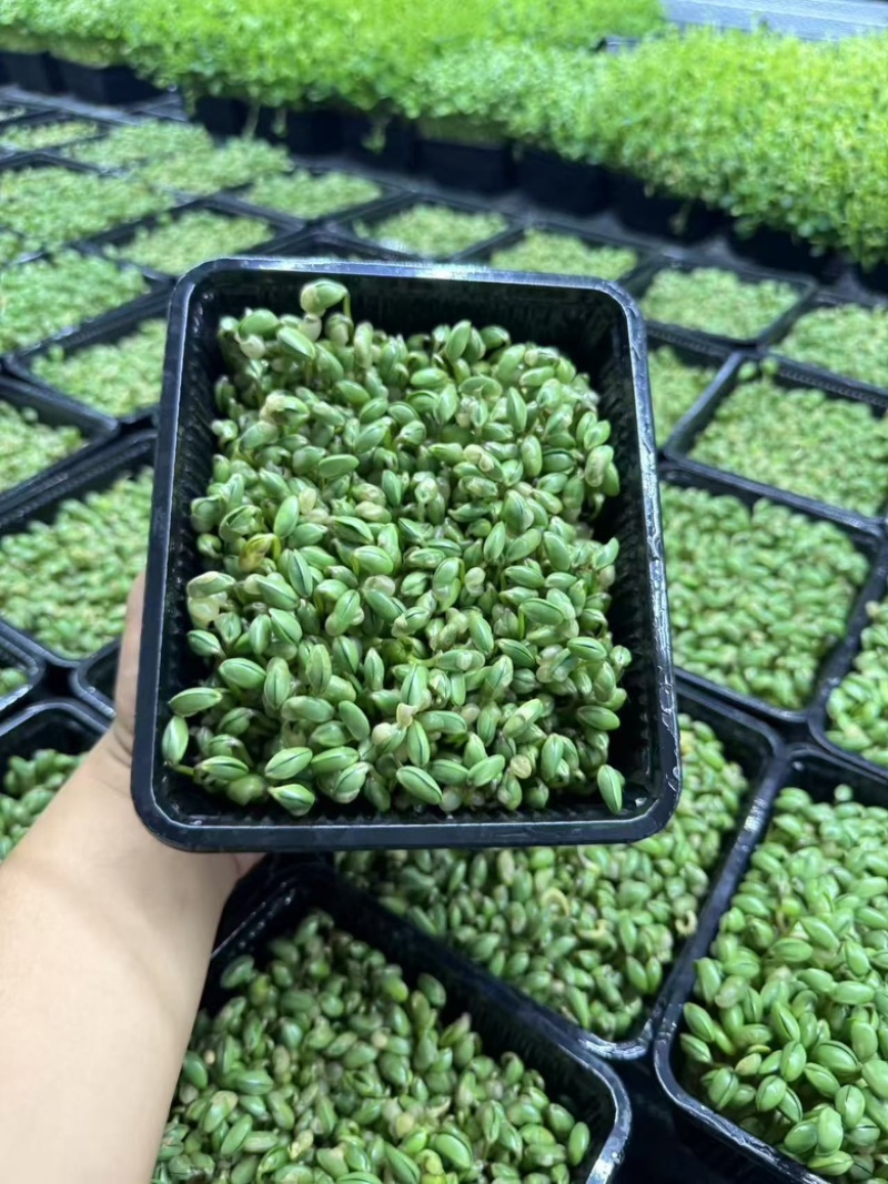 活体黑豆苗大量供应新鲜发货基地直发欢迎咨询