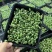 活体黑豆苗大量供应新鲜发货基地直发欢迎咨询