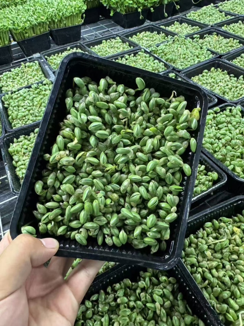 活体黑豆苗大量供应新鲜发货基地直发欢迎咨询