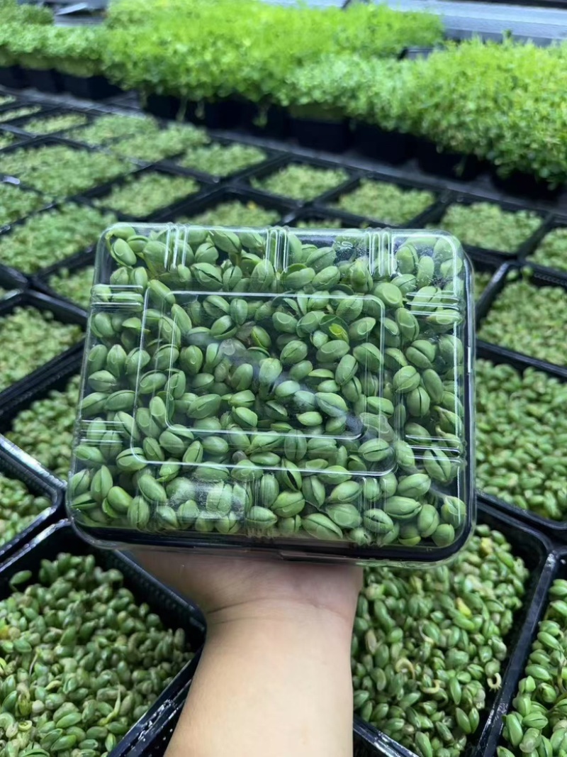 活体黑豆苗大量供应新鲜发货基地直发欢迎咨询
