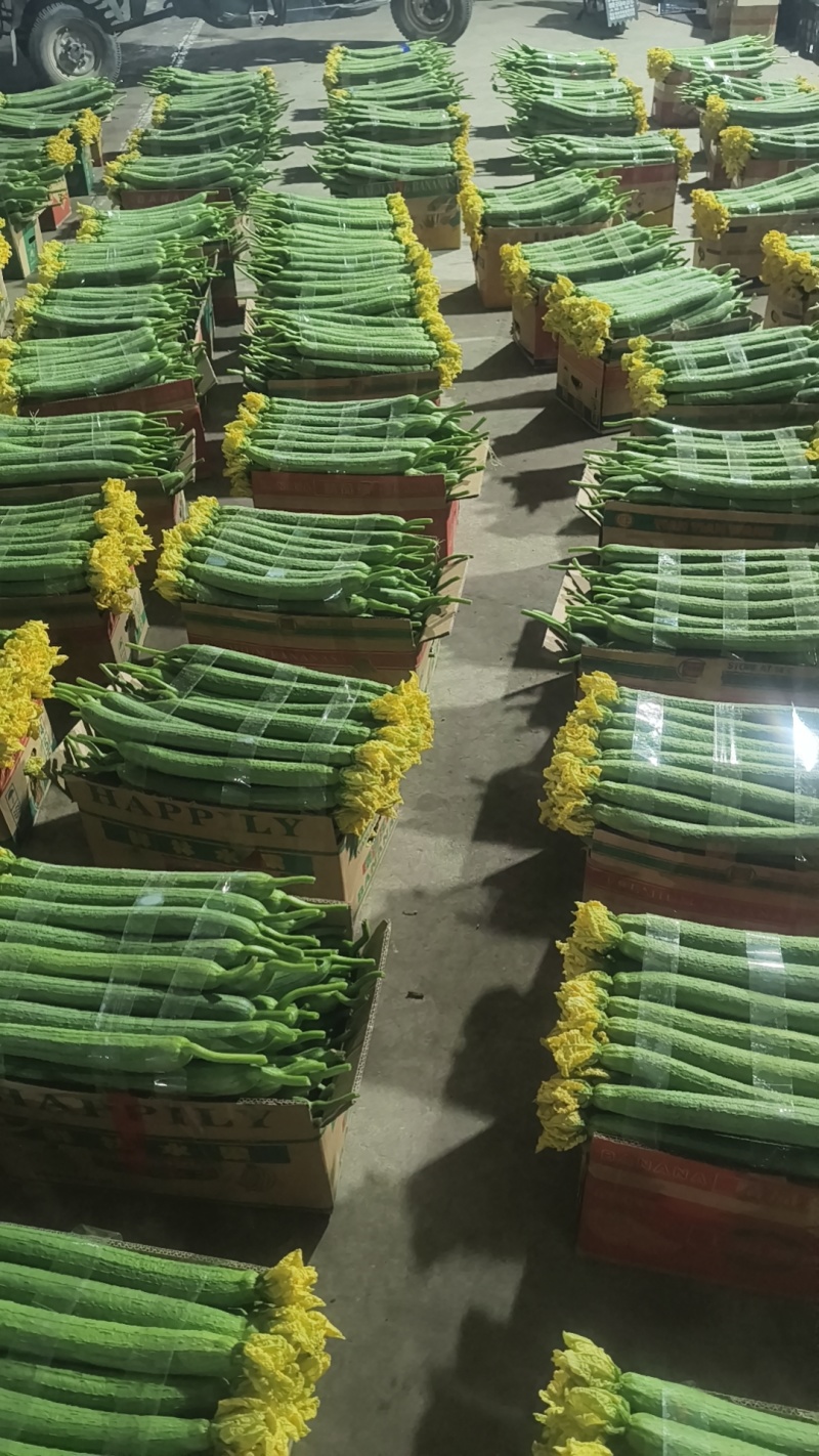 鲜花丝瓜，大量现货供应，花好瓜条直，现摘现发，保证新鲜。