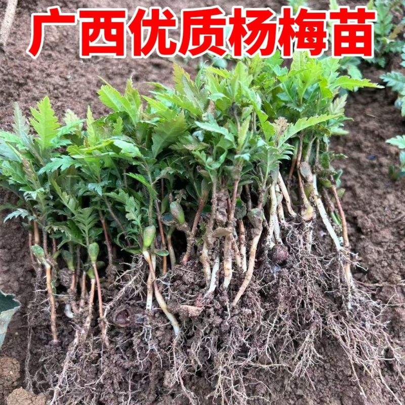广西杨梅实生苗，杨梅芽苗