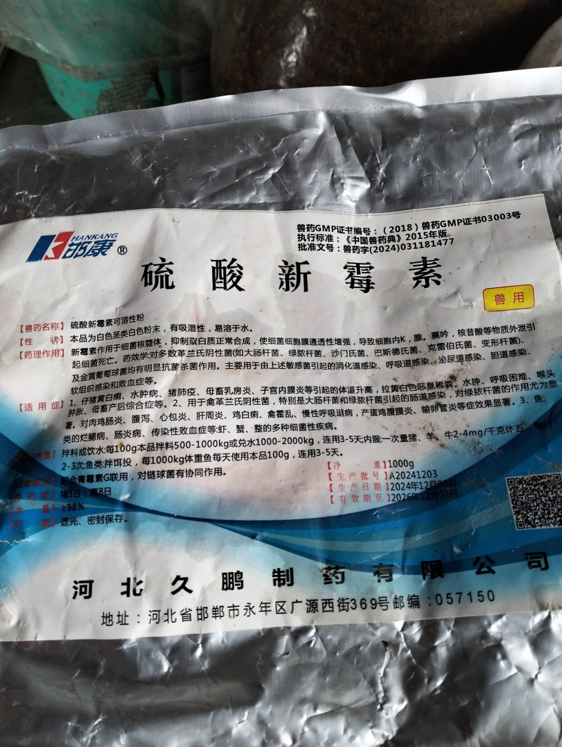广西杨梅实生苗，杨梅芽苗