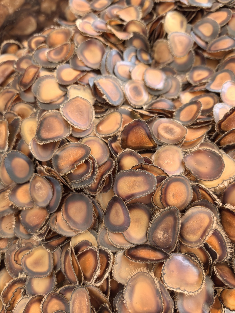 吉林双阳梅花鹿带血全腊片，泡水煲汤火锅均可量大从优