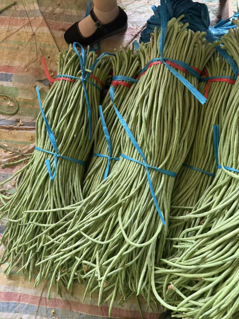 豇豆青条豆角长豆角一手货源基地直发量大从优