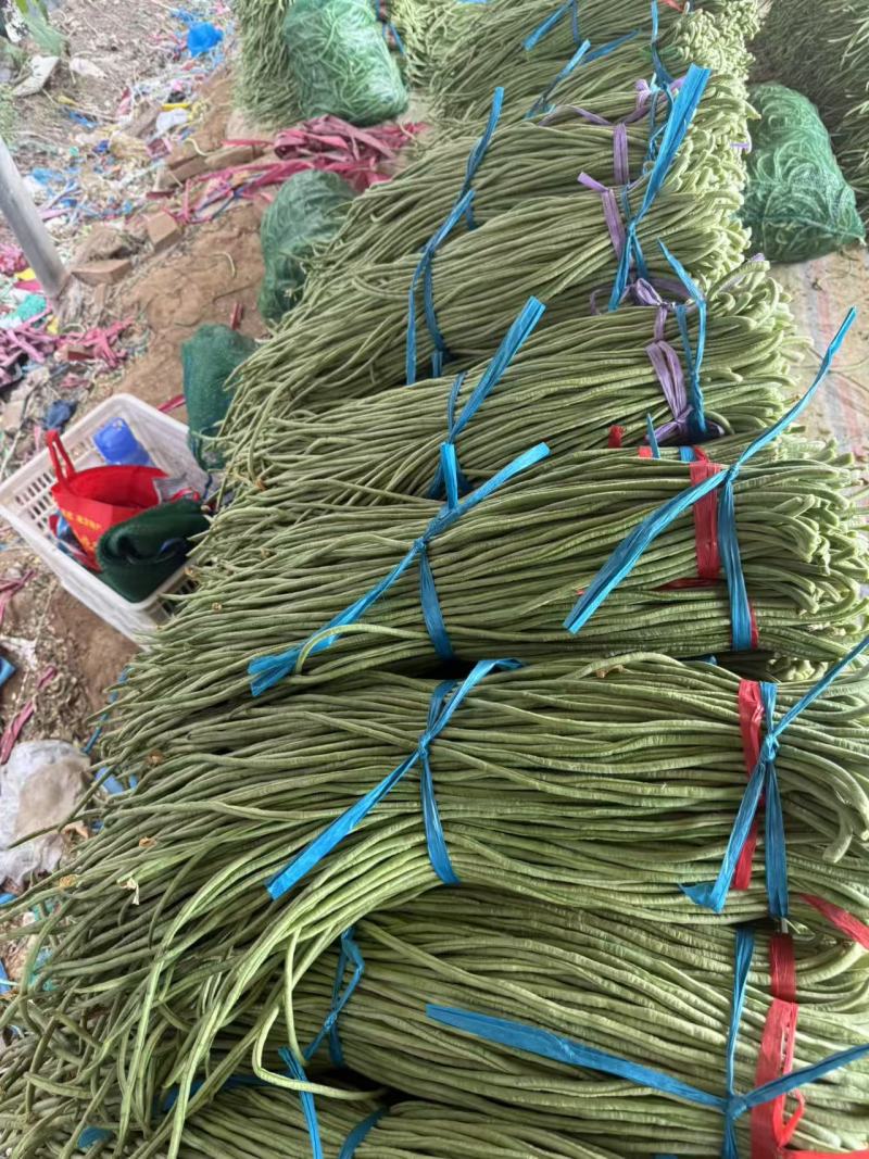 豇豆青条豆角长豆角一手货源基地直发量大从优