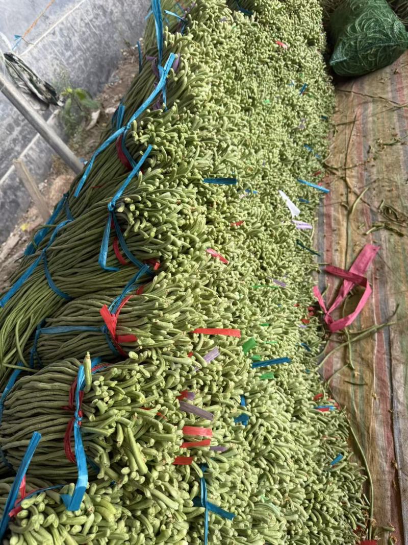豇豆青条豆角长豆角一手货源基地直发量大从优