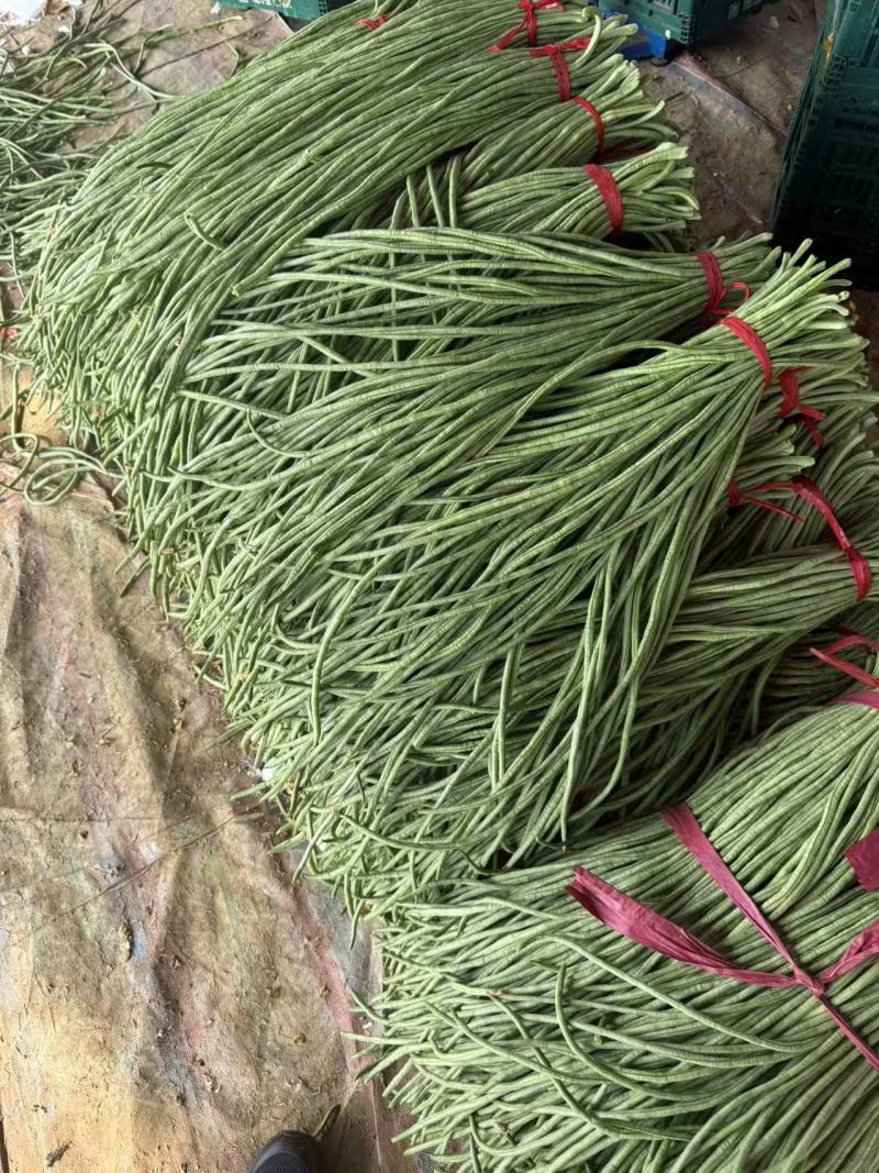 豇豆青条豆角长豆角一手货源基地直发量大从优