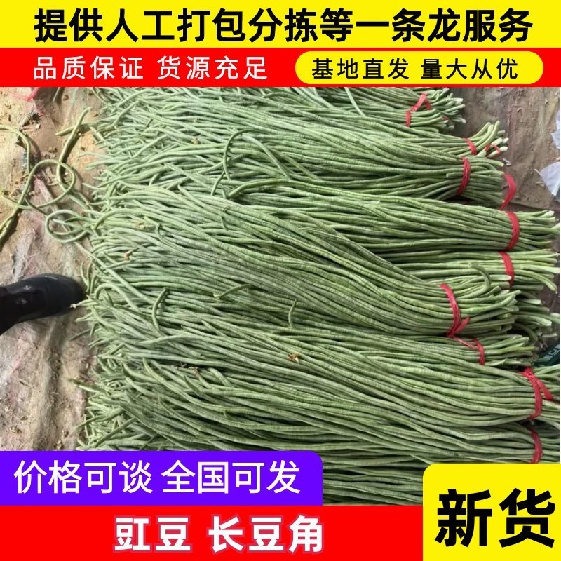 豇豆青条豆角长豆角一手货源基地直发量大从优
