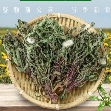 蒲公英批发整颗蒲公英个产地货源充足量大价优