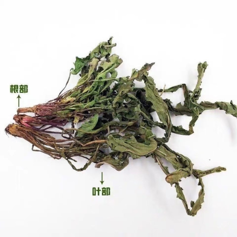 蒲公英批发整颗蒲公英个产地货源充足量大价优