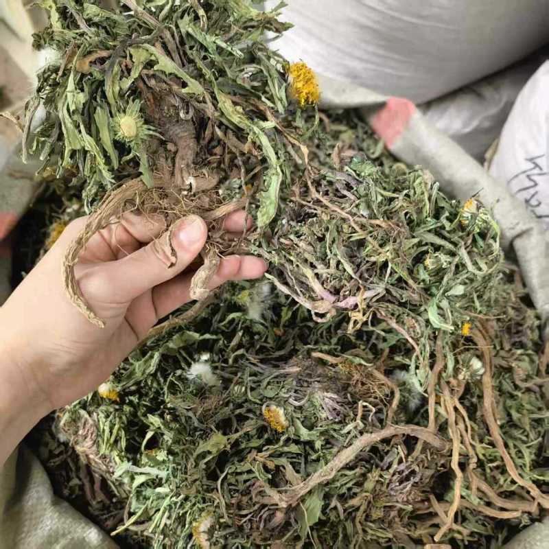 蒲公英批发整颗蒲公英个产地货源充足量大价优