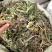 蒲公英批发整颗蒲公英个产地货源充足量大价优