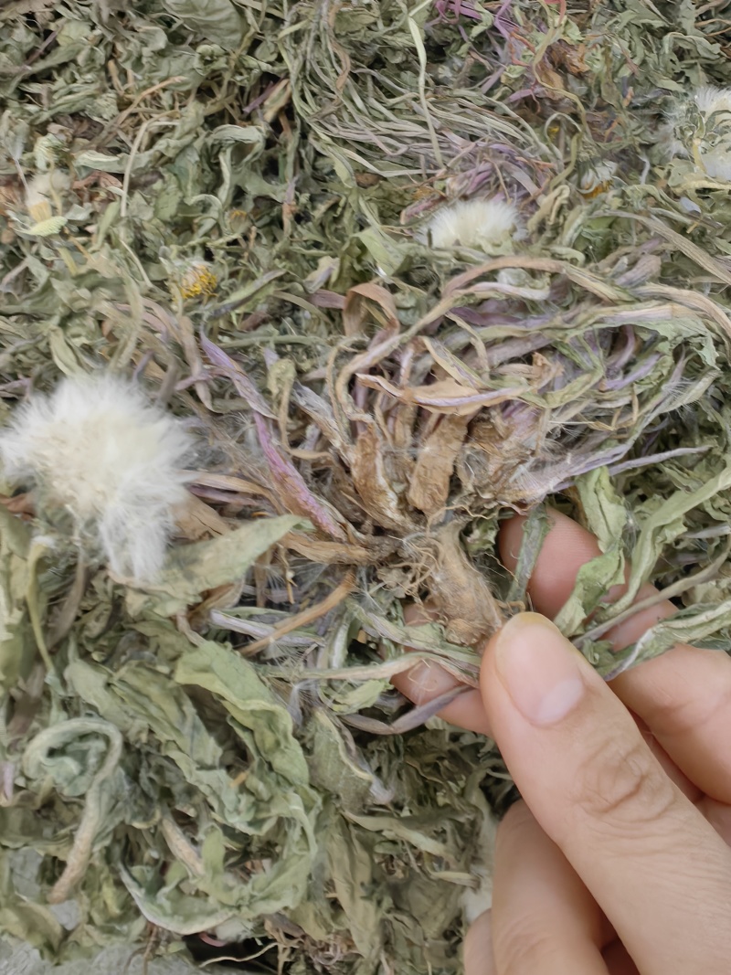 蒲公英批发整颗蒲公英个产地货源充足量大价优