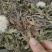 蒲公英批发整颗蒲公英个产地货源充足量大价优