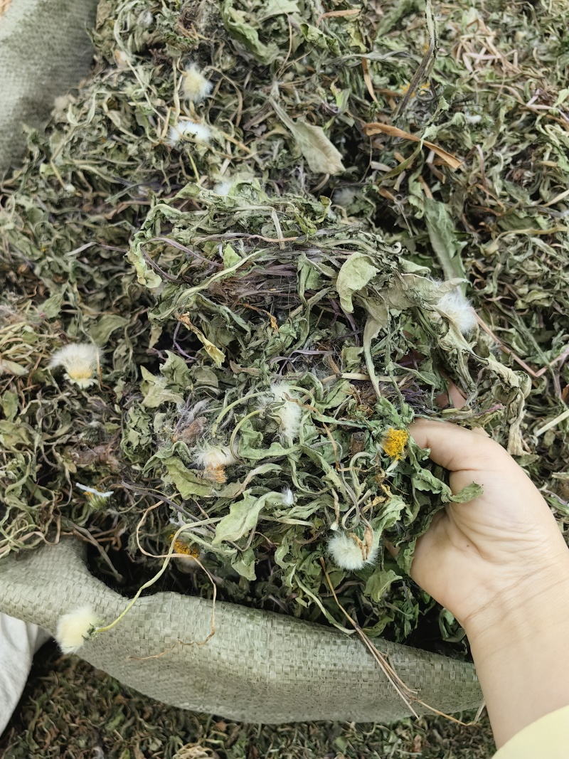 蒲公英批发整颗蒲公英个产地货源充足量大价优
