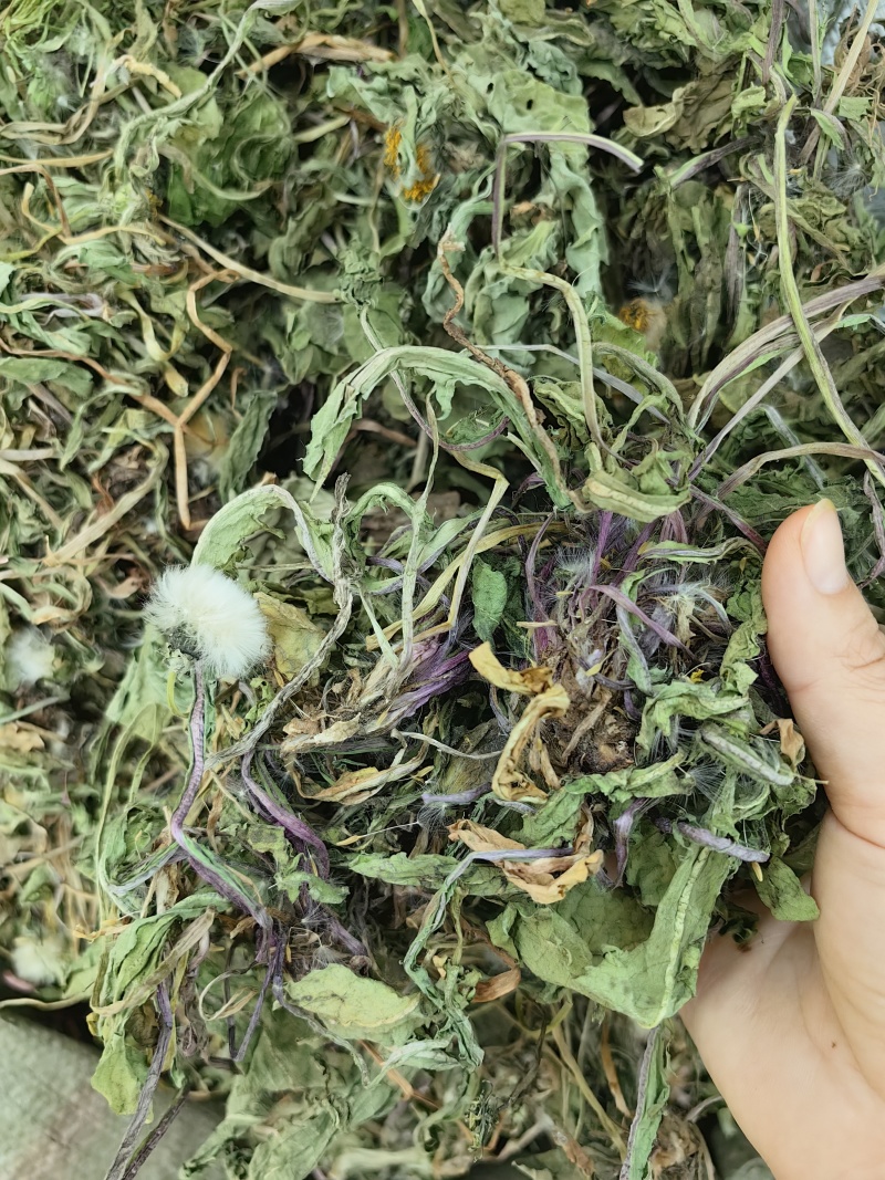 蒲公英批发整颗蒲公英个产地货源充足量大价优