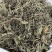 蒲公英批发整颗蒲公英个产地货源充足量大价优