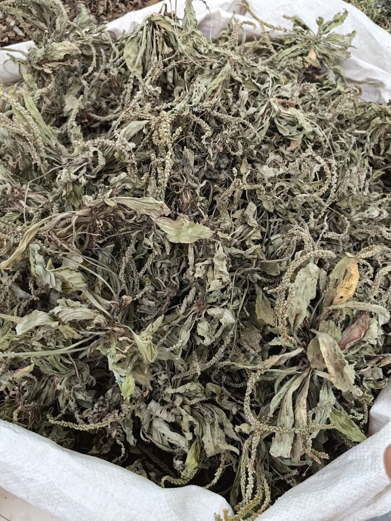 蒲公英批发整颗蒲公英个产地货源充足量大价优