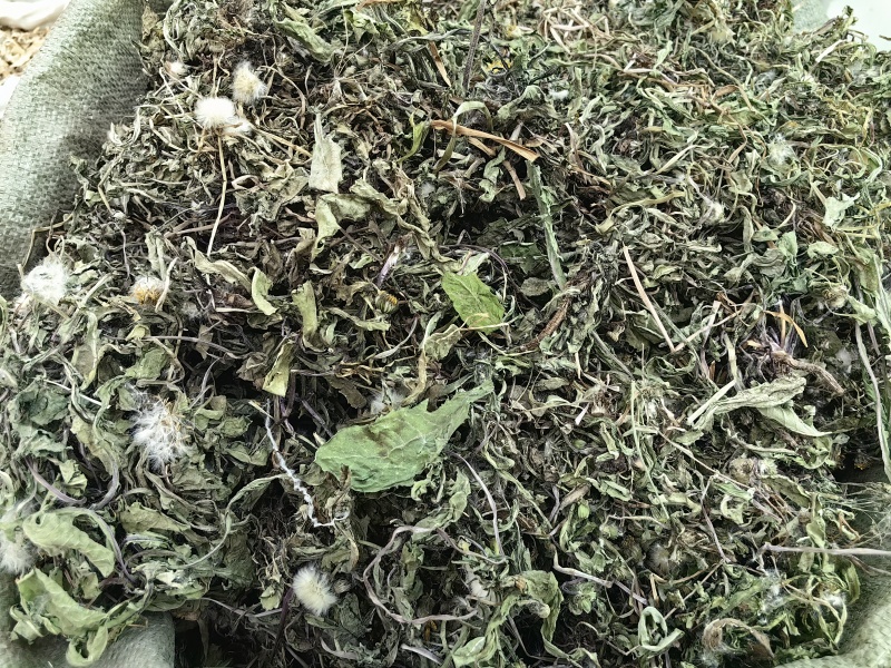 蒲公英批发整颗蒲公英个产地货源充足量大价优