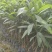 大叶相思相思树苗大叶相思产地直供量大优惠