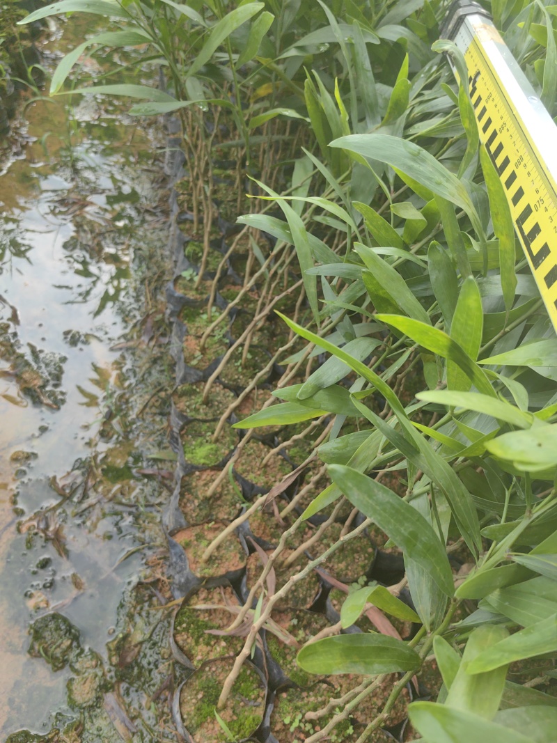 大叶相思相思树苗大叶相思产地直供量大优惠