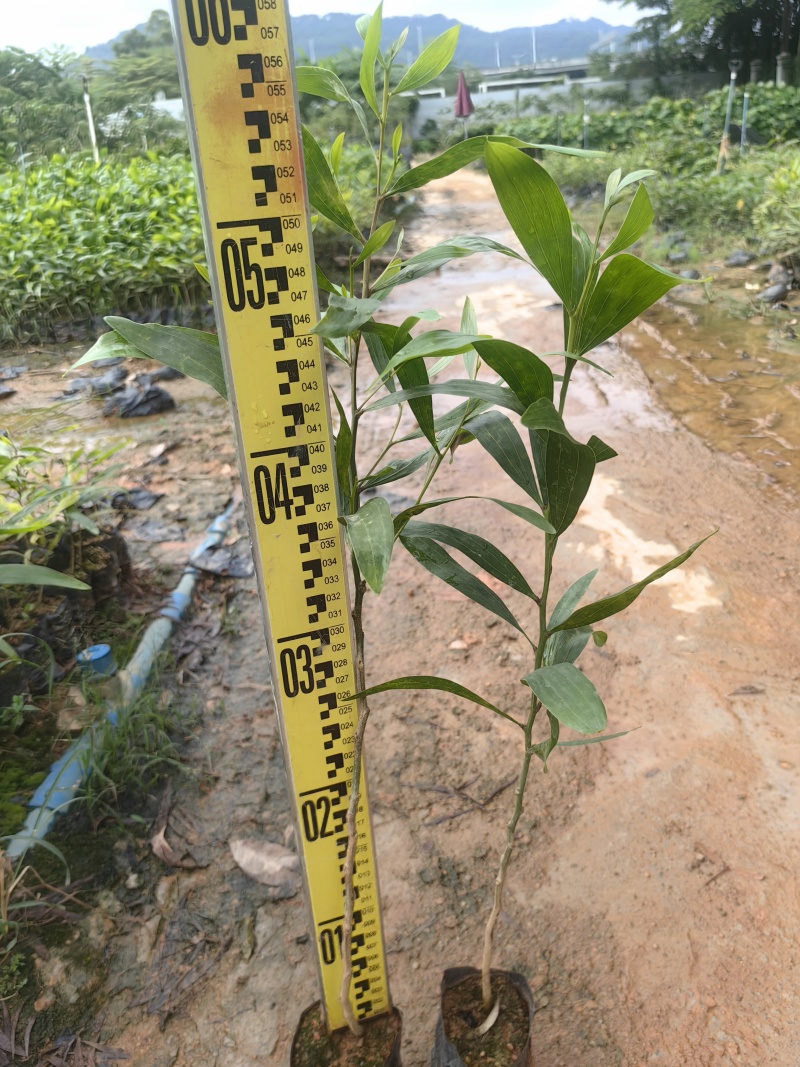大叶相思相思树苗大叶相思产地直供量大优惠