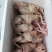 白条乳鸽中鸽种鸽白羽王老鸽子各种规模欢迎预定
