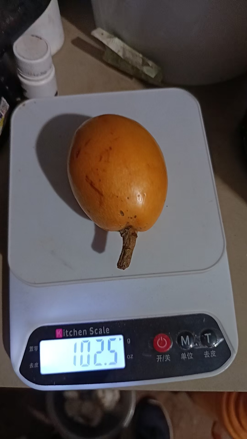 云南五星枇杷快上市了