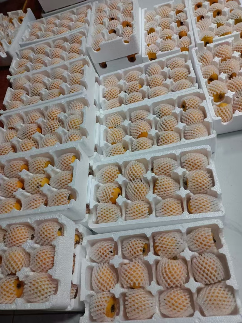 云南五星枇杷快上市了