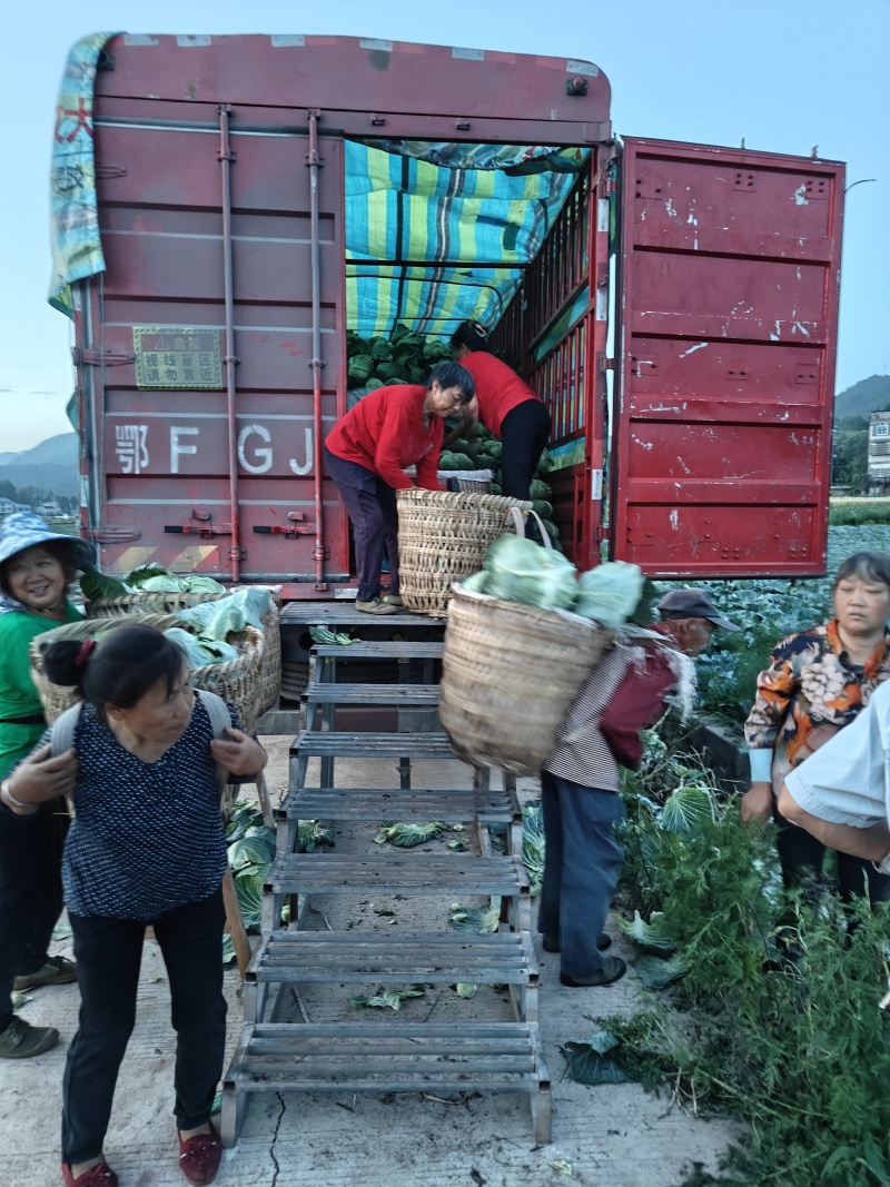 五百亩精品脆莲白，青秀无虫眼，对接全国客商。