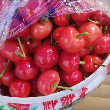 红灯樱桃大量上市品种齐全对接市场货电商水果店