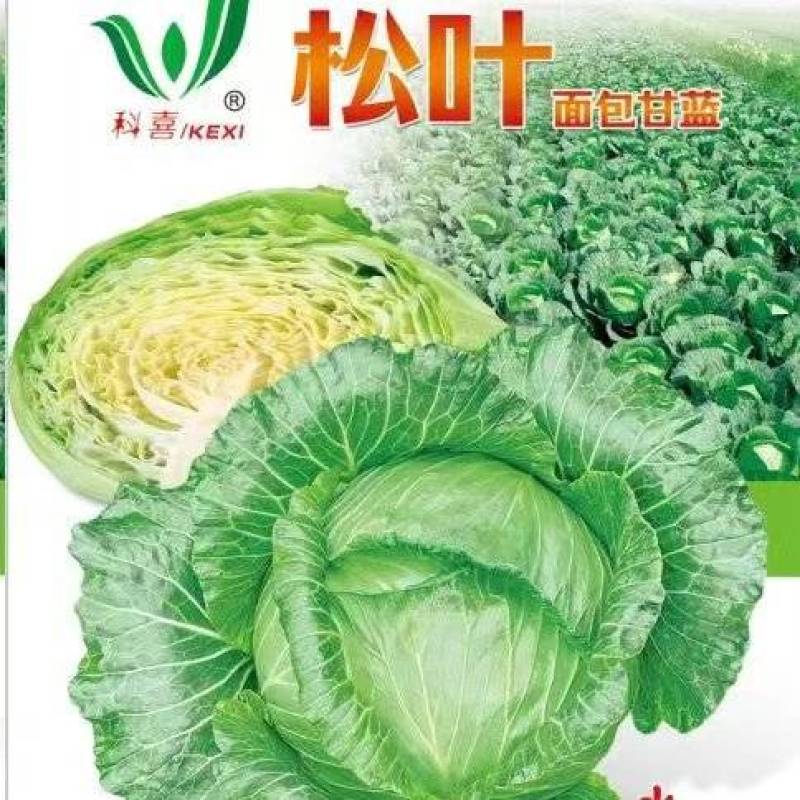 甘蓝种子松叶无腊粉颜色绿口感好耐热性强春夏秋可种脆