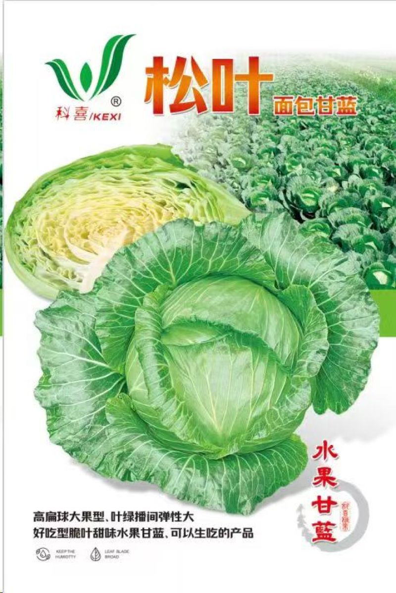 甘蓝种子松叶无腊粉颜色绿口感好耐热性强春夏秋可种脆