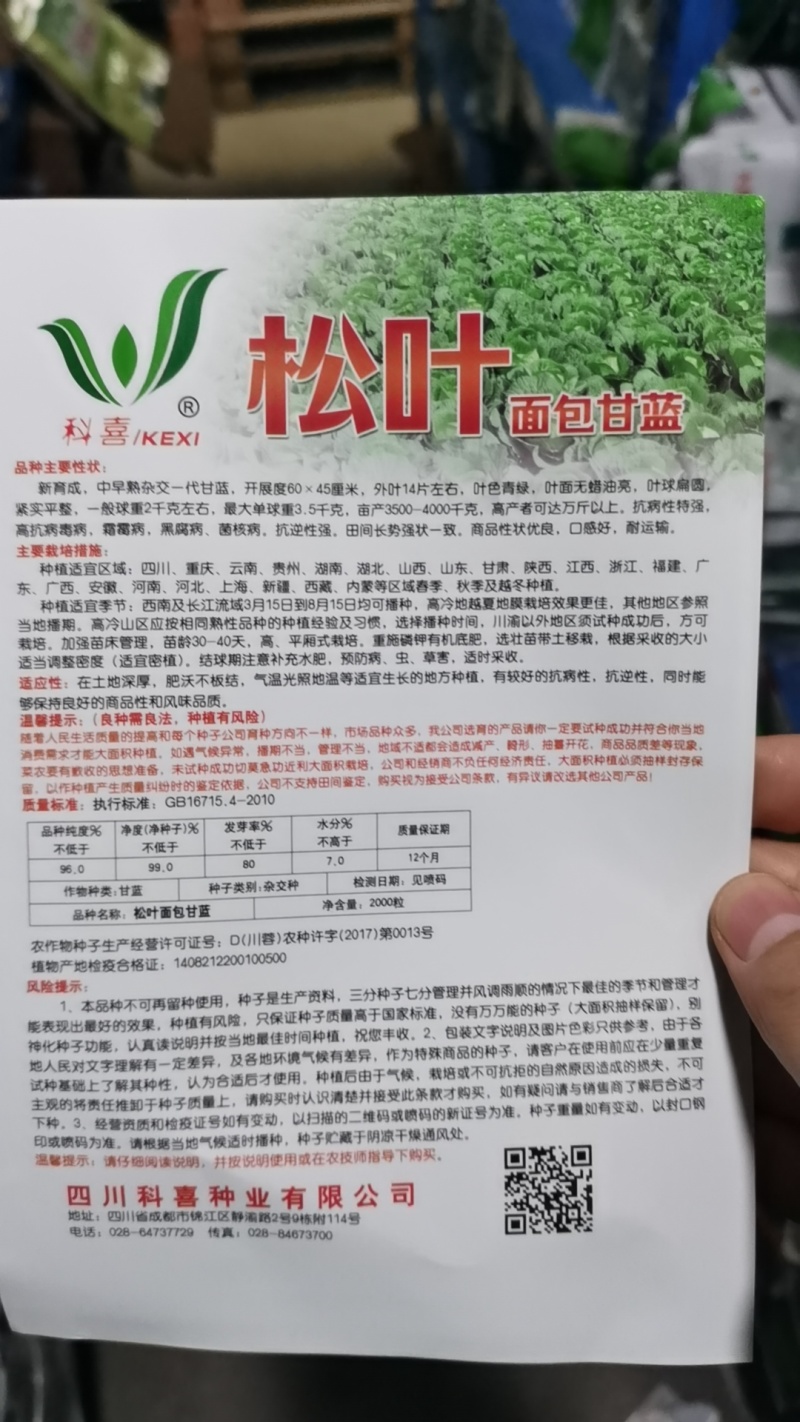 甘蓝种子松叶无腊粉颜色绿口感好耐热性强春夏秋可种脆