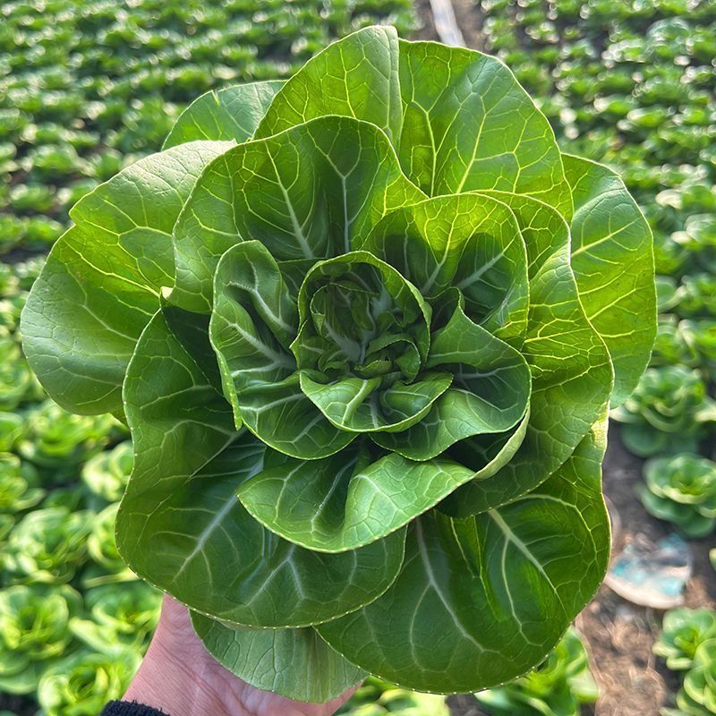 雪妃杂交矮脚白菜种子口感好耐热专用良种大田基地