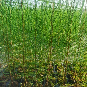 木麻黄
