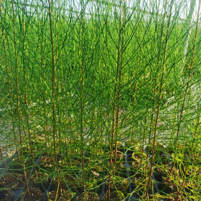 木麻黄