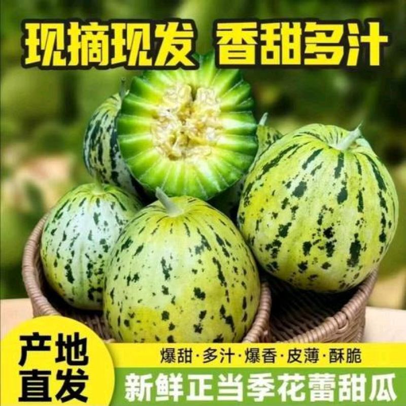 花蕾甜瓜七里香花美人甜瓜大量供应对接市场商超档口量大从优