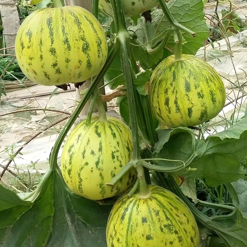 花蕾甜瓜七里香花美人甜瓜大量供应对接市场商超档口量大从优