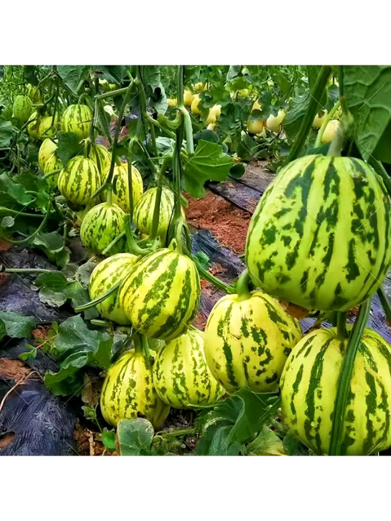 花蕾甜瓜七里香花美人甜瓜大量供应对接市场商超档口量大从优