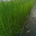 木麻黄