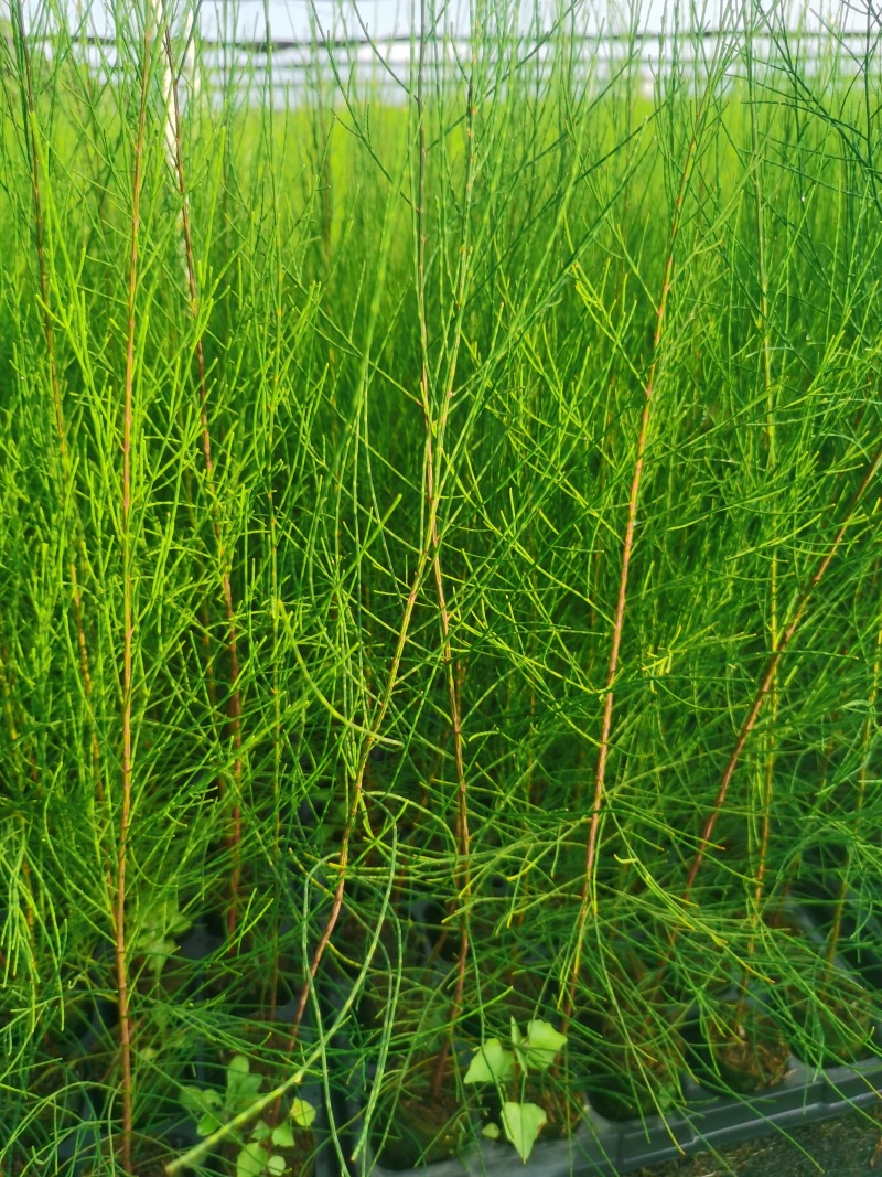 木麻黄