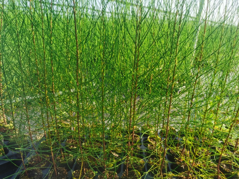 木麻黄