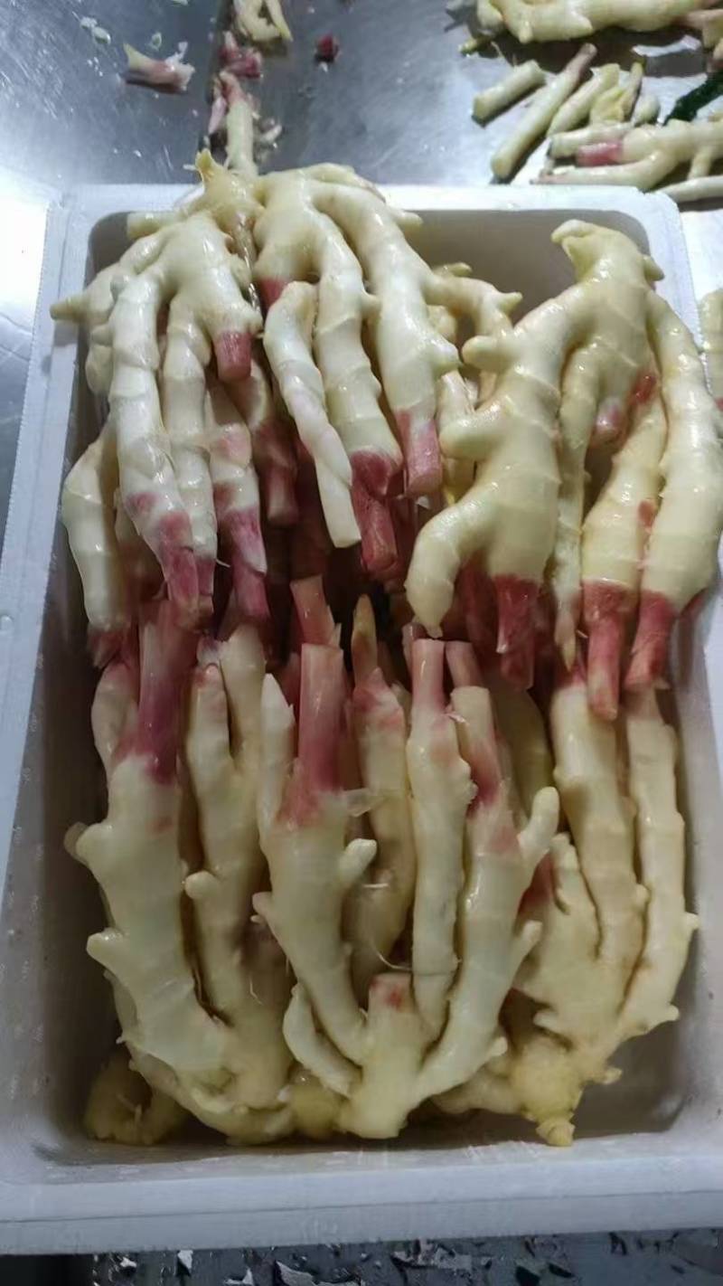 红芽姜大量现货供应一手货源全国发货欢迎来电咨询