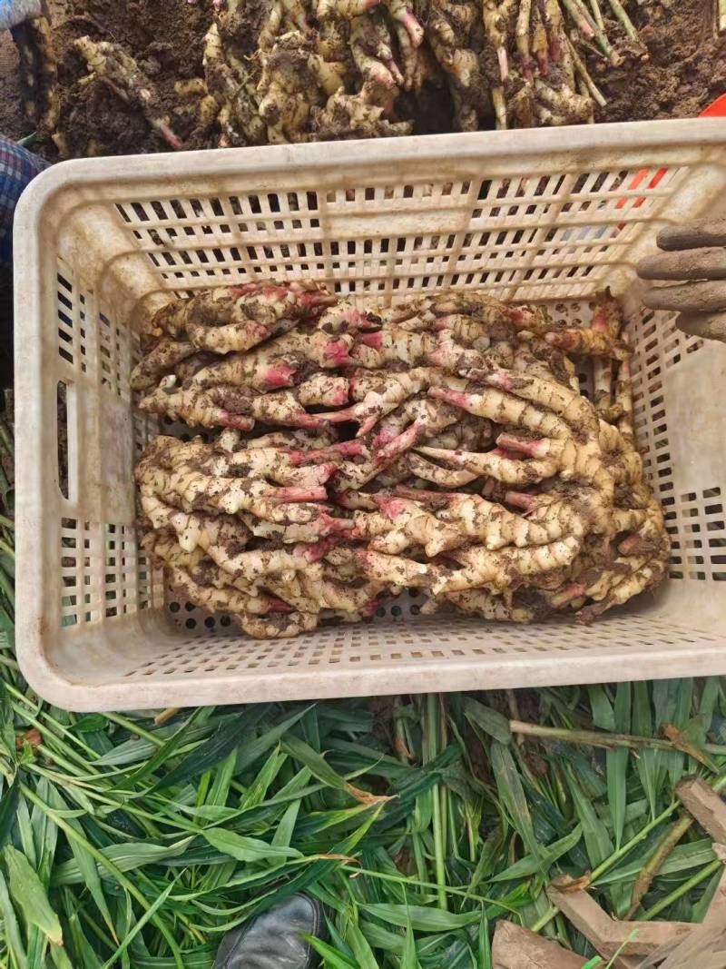 红芽姜大量现货供应一手货源全国发货欢迎来电咨询