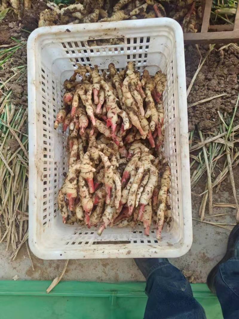 红芽姜大量现货供应一手货源全国发货欢迎来电咨询