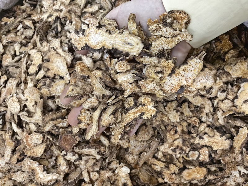苍术批发优质苍术规格齐全内蒙红茬苍术量大价优
